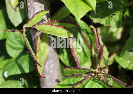 Fagiolo lablab 'Yings' (purpureus lablab) Foto Stock