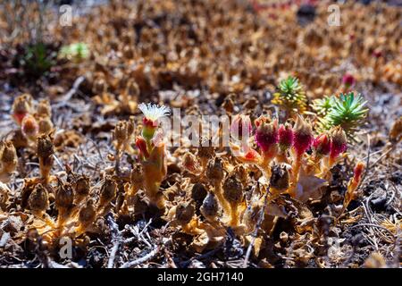 Primo piano dei fiori di Mesembrianthemum cristallinum. È una pianta succulenta prostrata coperta con grandi cellule della vescica di guscening o vescicole dell'acqua Foto Stock