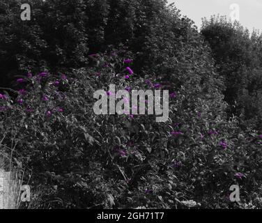 Bellissimi fiori viola di un bush Buddleja (Buddleja davidii) adagiato su uno sfondo bianco e nero, Salisbury Plain UK Foto Stock