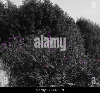 Bellissimi fiori viola di un bush Buddleja (Buddleja davidii) adagiato su uno sfondo bianco e nero, Salisbury Plain UK Foto Stock