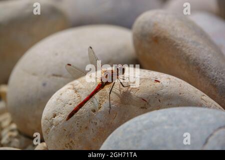 Primo piano di una libellula più scura (Sympetrum striolatum) che riposa in luce solare calda Wiltshire Regno Unito Foto Stock