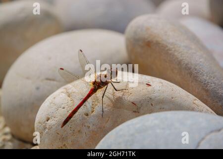 Primo piano di una libellula più scura (Sympetrum striolatum) che riposa in luce solare calda Wiltshire Regno Unito Foto Stock