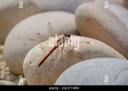 Primo piano di una libellula più scura (Sympetrum striolatum) che riposa in luce solare calda Wiltshire Regno Unito Foto Stock