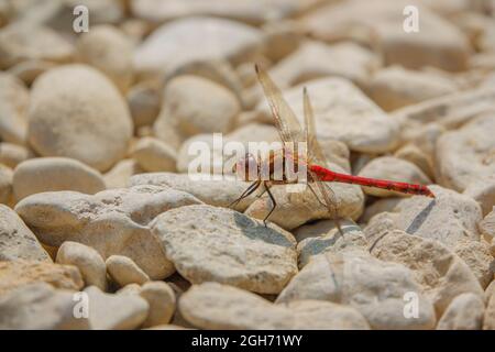 Primo piano di una libellula più scura (Sympetrum striolatum) che riposa in luce solare calda Wiltshire Regno Unito Foto Stock