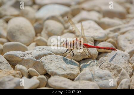 Primo piano di una libellula più scura (Sympetrum striolatum) che riposa in luce solare calda Wiltshire Regno Unito Foto Stock