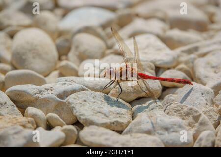 Primo piano di una libellula più scura (Sympetrum striolatum) che riposa in luce solare calda Wiltshire Regno Unito Foto Stock