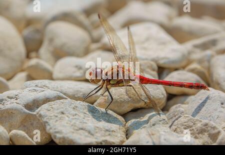 Primo piano di una libellula più scura (Sympetrum striolatum) che riposa in luce solare calda Wiltshire Regno Unito Foto Stock