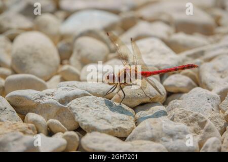 Primo piano di una libellula più scura (Sympetrum striolatum) che riposa in luce solare calda Wiltshire Regno Unito Foto Stock