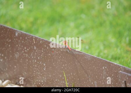 Primo piano di una libellula più scura (Sympetrum striolatum) che riposa in luce solare calda Wiltshire Regno Unito Foto Stock