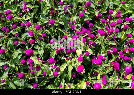 Fiori di Gomphrena globosa, comunemente noto come globo amaranto, è una pianta commestibile della famiglia Amaranthaceae. Foto Stock