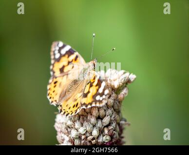 Una farfalla dipinta della signora, Vanessa cardui, che riposa e si crogiola al sole sulla testa di mare di un bastone Allium, Allium sphaerocephalon. Foto Stock