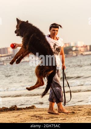 Shepherd cane tedesco a capelli lunghi che salta in spiaggia Foto Stock
