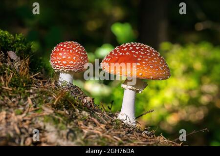 volare agarico, con luce naturale del sole, nella foresta in autunno Foto Stock