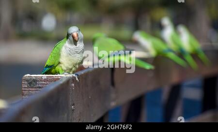 gruppo di parakeet monaco (miiopsitta monachus), o pappagallo quaker su una recinzione Foto Stock