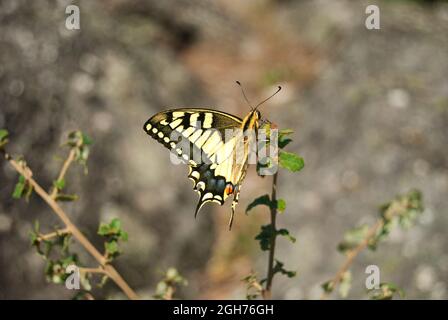 Farfalla a coda di rondine su una pianta tra le pietre - Papilio Machaon, la coda di rondine del Vecchio mondo Foto Stock