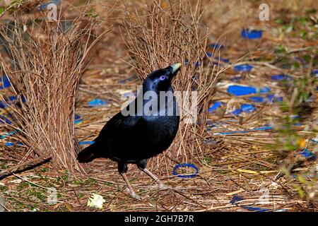 Maschio Satin Bowerbird, Plilonorhynchus violaceus, in piedi di fronte al suo cupolino. Questi uccelli usano un bower fatto di bastoni, decorato con blu e yello Foto Stock