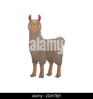 Llama ritratto animale con corpo grigio furry isolato cartone animato animale. Vector montagna lama, allevamento mammifero, cameli sudamericani addomesticati Illustrazione Vettoriale
