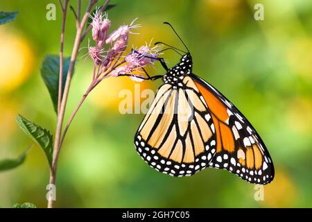 Una farfalla monarca adulta (Danaus plexippus) che si accoppiano su un fiore durante la migrazione in autunno Foto Stock