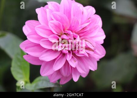 Fresco fiore rosa dahlia con sfondo verde naturale, primo piano di fiore dahlia con la vista dei suoi petali Foto Stock