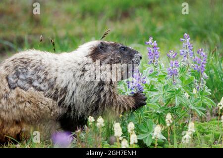 Marmotta hoary (Marmota caligata) che mangia lupino a foglia larga (Lupinus latifolius) in un prato subalpino, Mount Rainier National Park, Washington Foto Stock