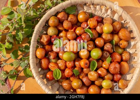 Ziziphus jujuba, comunemente chiamato jujube, noto anche come data cinese, mela cinese, susina indiana, jujuba indiana, Musawu o Maanica Foto Stock