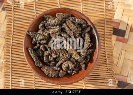 Vermi mopani commestibili essiccati (Gonimbrasia belina), un tipo di falena imperatore, una prelibatezza africana popolare Foto Stock