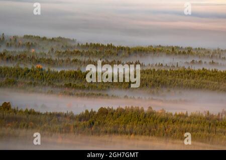 Nebbia che copre il paesaggio della foresta di taiga al mattino durante l'alba nella natura finlandese vicino a Kuusamo, Nord Europa Foto Stock