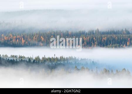 Nebbia che copre il colorato grande paesaggio di foresta taiga in autunno mattina durante l'alba nella natura finlandese vicino Kuusamo, Europa del Nord Foto Stock