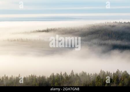 Nebbia che copre le foreste al mattino Foto Stock