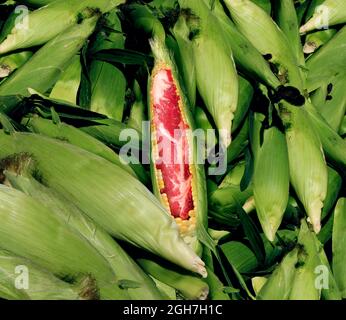 OGM alimenti e colture geneticamente modificate o agricoltura ingegnerizzata che utilizza biotecnologie e manipolazione genetica attraverso la scienza della biologia. Foto Stock