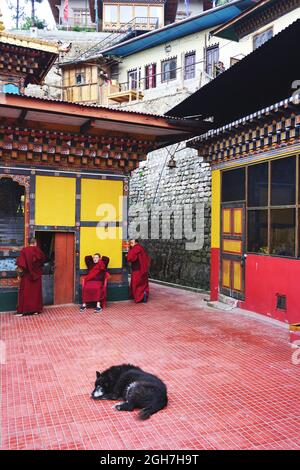 Le monache novizie in abiti rossi si rilassano all'interno del Nunnery Thangtong Dewachen Dupthop, a Thimphu, Bhutan, mentre un cane dorme sul pavimento piastrellato in primo piano. Foto Stock