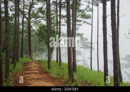 Sparato di un sentiero bagnato tra alberi di foresta su una collina in una giornata di nebbia Foto Stock