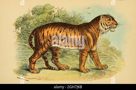 Tiger (Panthera tigris qui come Felis tigris) dal libro ' A handbook to the carnivora : Part 1 : cats, civets, and mongooses ' di Richard Lydekker, 1849-1915 pubblicato nel 1896 a Londra da E. Lloyd Foto Stock