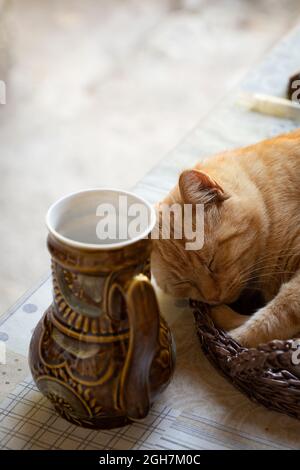 Il gatto dorme sul tavolo vicino alla caraffa Foto Stock