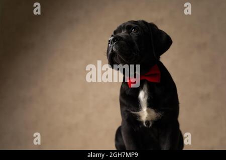 cane corso di canna nera che è drammatico, indossando una bowtie rossa e seduto in studio Foto Stock