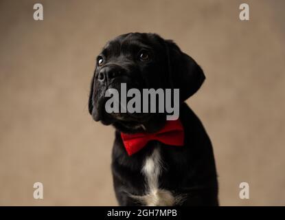 seduto cane corso di canna nera guardando via e indossando un bowtie rosso in studio Foto Stock