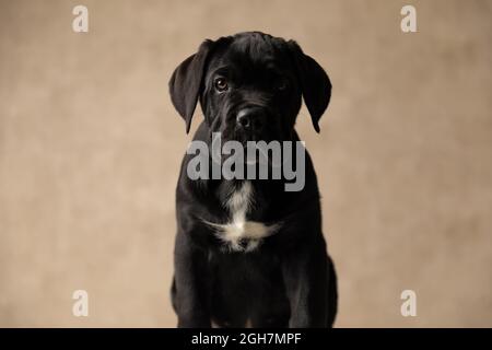 carino cane di canna nera corso guardando la macchina fotografica e seduto in studio Foto Stock
