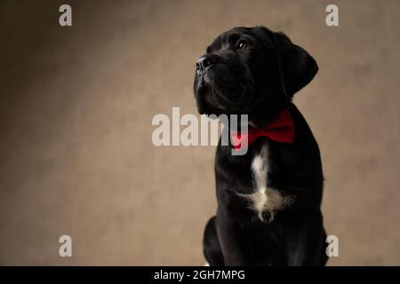 cane corso seduto sta guardando lateralmente, indossando una bowtie rossa in studio Foto Stock