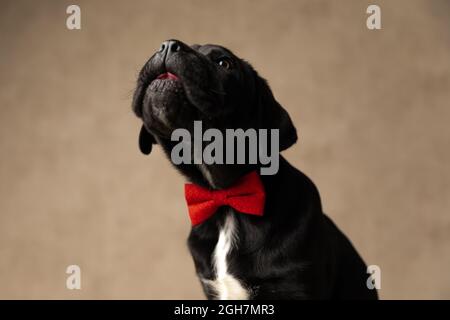 seduto cane di canna nera corso che sporge lingua, indossando una bowtie rossa in studio Foto Stock