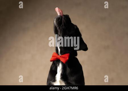 cane corso di canna nera che guarda in alto, attaccando la lingua e indossando un bowtie rosso Foto Stock