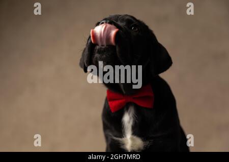 seduto cane corso di canna nera leccargli il naso, indossando una bowtie rossa e seduto in studio Foto Stock