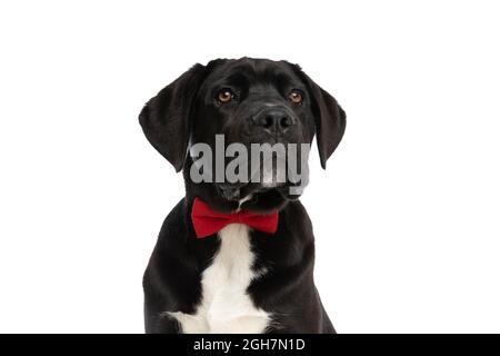 ritratto di prezioso cucciolo corso di canna indossando bowtie rosso intorno al collo e guardando verso l'alto mentre si siede isolato su sfondo bianco in studio Foto Stock