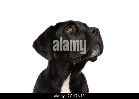 ritratto di bel cane corso doggy guardando in alto e laterale e seduta isolata su sfondo bianco in studio Foto Stock