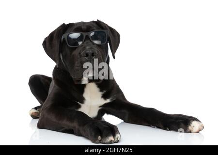 cane corso di canna nera che indossa occhiali da sole, essendo fresco mentre steso isolato su sfondo bianco in studio Foto Stock