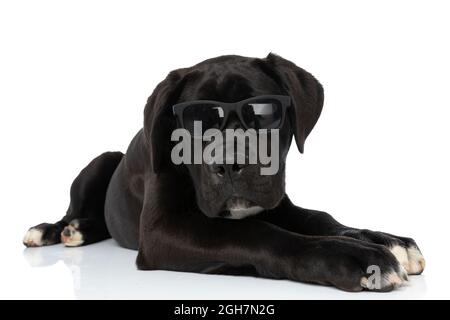 cane corso di canna nera con occhiali da sole e steso isolato su sfondo bianco in studio Foto Stock