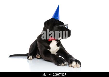 cane corso di canna nera con cappello da compleanno, bowtie, occhiali da sole e guardando a lato, adagiato su sfondo bianco in studio Foto Stock