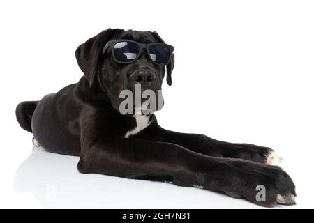 fresco cane corso di canna indossando occhiali da sole e adagiato isolato su sfondo bianco in studio Foto Stock