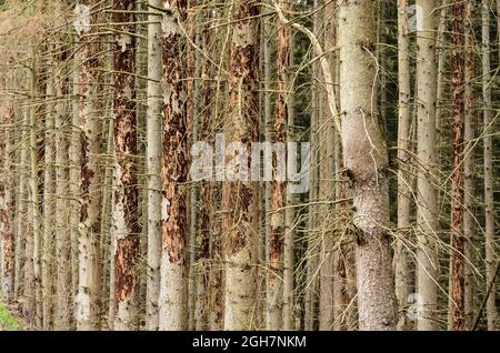 Corteccia di alberi sfaldando tronchi di conifere danneggiati nella foresta, peste infestata da scarafaggi (Scolytinae) Foto Stock