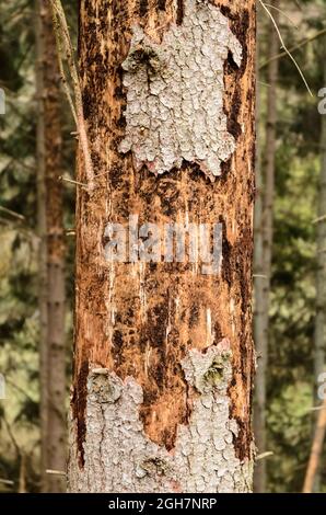 Corteccia dell'albero sfaldando il tronco di conifere danneggiato nella foresta, peste infestata dal coletlo della corteccia (Scolytinae) Foto Stock