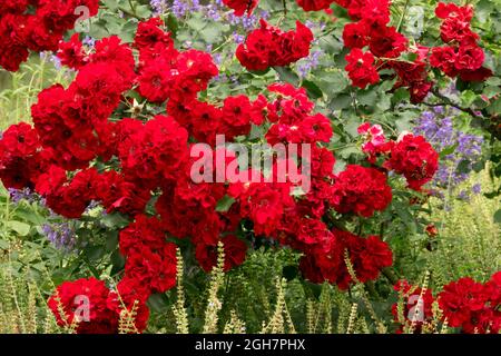 Rosa Roter Korsar, Corsaro Rosso, Rosa Temptress arbusti fioriti riccamente arrampicatore in fiore arbusti del giardino di rose rosse rose di Kordes Foto Stock